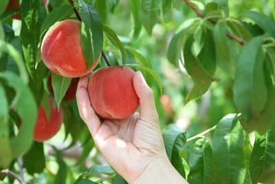 Woman´s Hand Picking Peaches At A Pick Your Own Harvest Farm.